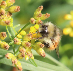 Bombus sylvicola
