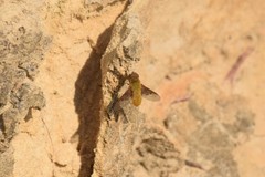 Chrysanthrax edititius