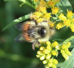 Bombus sylvicola