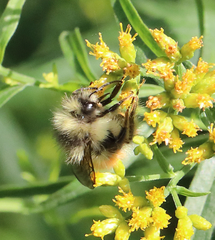 Bombus sylvicola