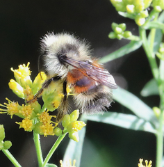 Bombus sylvicola