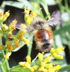 Bombus sylvicola