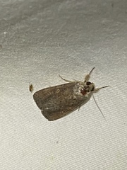 Spodoptera frugiperda image