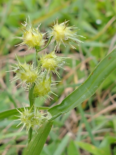 Mat sandbur (Cenchrus longispinus)