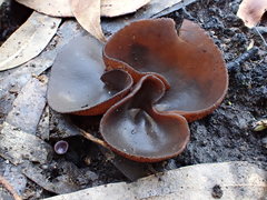 Plicaria endocarpoides