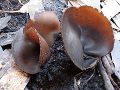 Plicaria endocarpoides