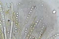 Plicaria endocarpoides