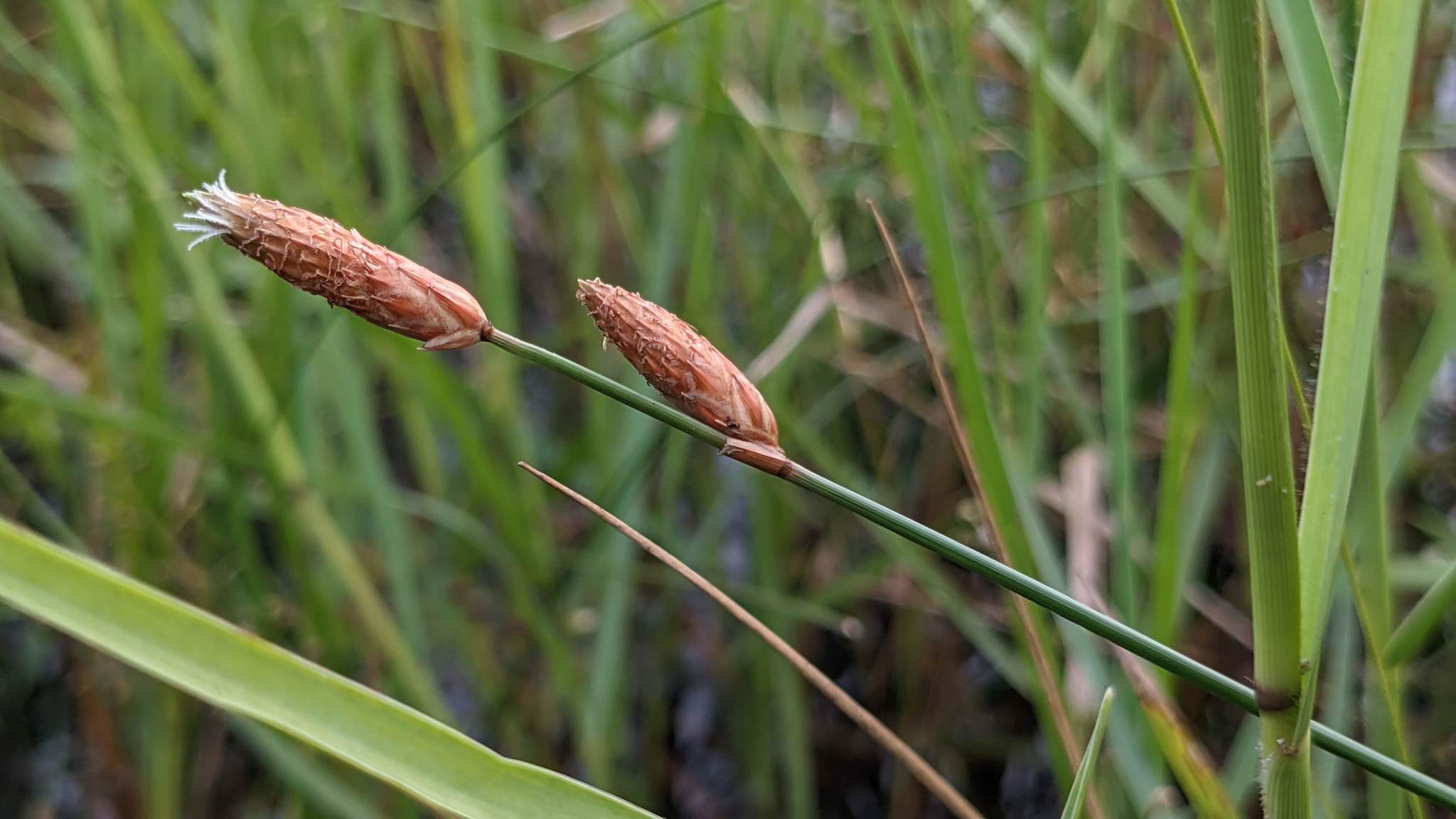 Fimbristylis tristachya
