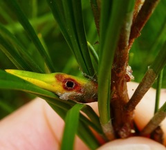 Thecodiplosis piniradiatae