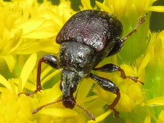 Himatolabus pubescens