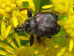 Himatolabus pubescens
