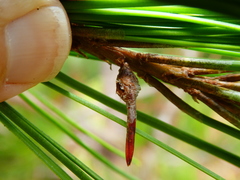 Thecodiplosis piniradiatae