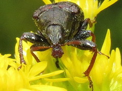 Himatolabus pubescens