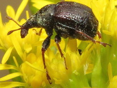 Himatolabus pubescens
