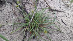 Cyperus radians