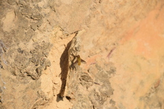 Chrysanthrax edititius