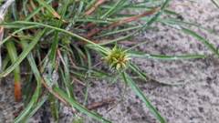 Cyperus radians
