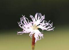 Dianthus superbus superbus