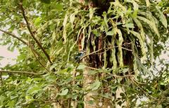 Halcyon malimbica dryas