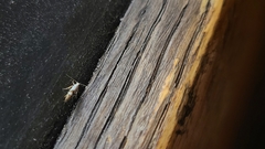 Argyresthia inscriptella