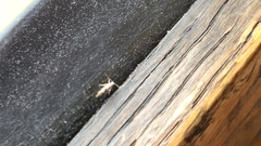 Argyresthia inscriptella