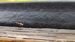 Argyresthia inscriptella