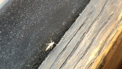 Argyresthia inscriptella