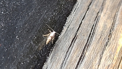 Argyresthia inscriptella