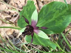 Trillium stamineum