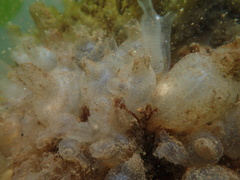 Molgula manhattensis