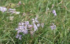 Dianthus superbus superbus