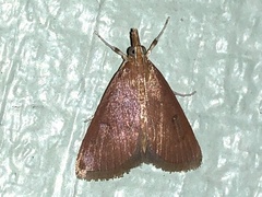 Oenobotys vinotinctalis image