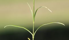 Dianthus superbus superbus