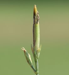 Dianthus superbus superbus