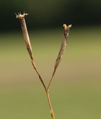Dianthus superbus superbus