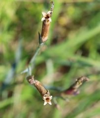 Dianthus superbus superbus