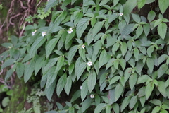 Achimenes occidentalis