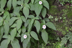 Achimenes occidentalis