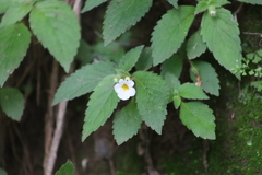 Achimenes occidentalis