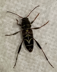 Neoclytus scutellaris