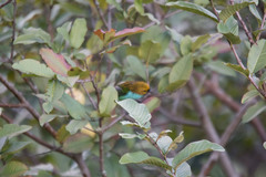 Tangara cyanoventris