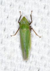 Draeculacephala bradleyi