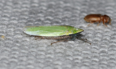 Draeculacephala bradleyi