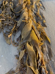 Macrocystis pyrifera