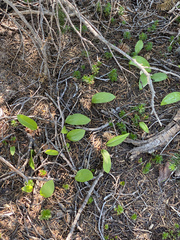Erythronium montanum