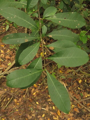 Achatocarpus nigricans