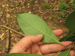Achatocarpus nigricans