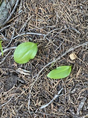 Erythronium montanum