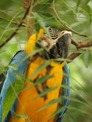 Ara ararauna
