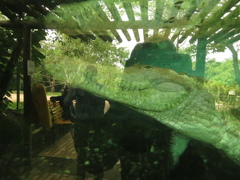 Crocodylus intermedius